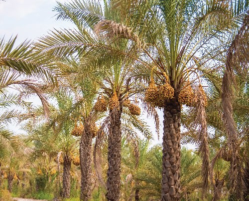 نخلستان