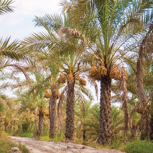 نمایشگاه بین المللی آگروفود 1404